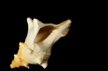 siyah bir arka plan üzerinde büyük deniz kabukları