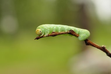 böcek caterpillar, yakın çekim