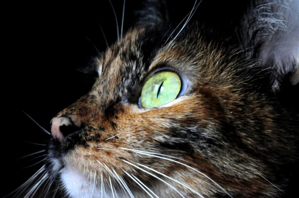 Tierporträt einer Katze mit grünen Augen — Stockfoto