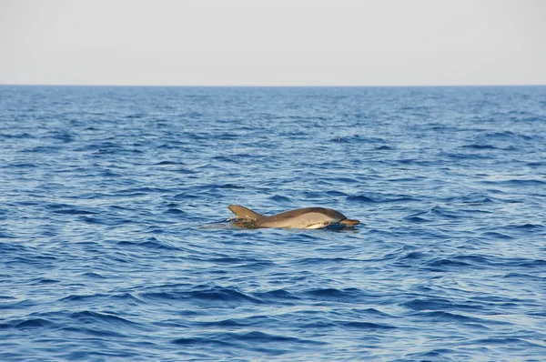 Dolphin in the wildlife — Stock Photo, Image
