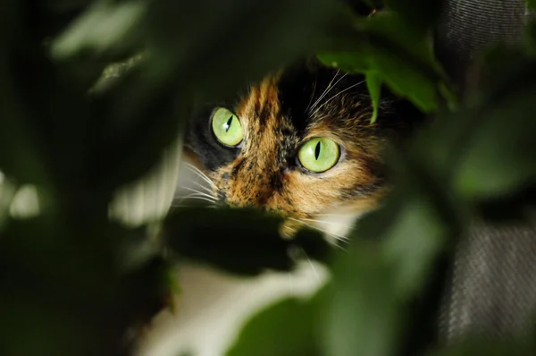 Kat met felle kleuren, katten ogen — Stockfoto