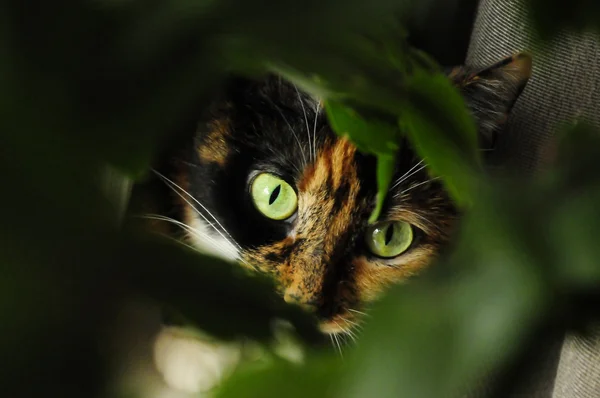 猫用明亮的颜色，猫的眼睛 — 图库照片
