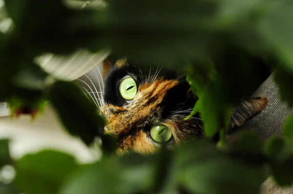 Gato com cor brilhante, olhos de gatos — Fotografia de Stock