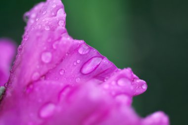 Glayöl çiçek portre