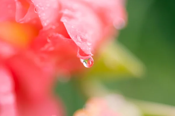 Крупним планом квітка Троянди плетисті — стокове фото