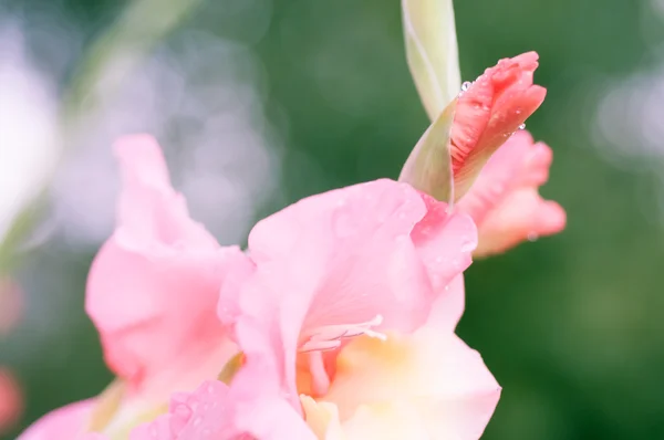 Gladiolus blomma närbild — Stockfoto