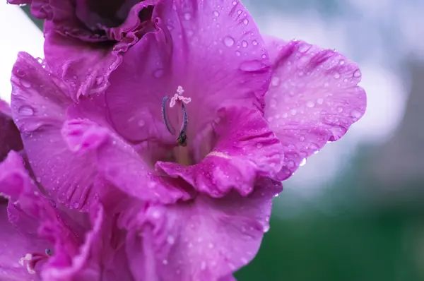 Gladiolus flor closeup — Fotografia de Stock