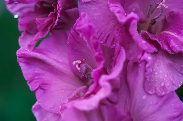 Gladiolus flor closeup — Fotografia de Stock