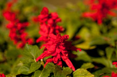  Çiçekler. Yakın plan.