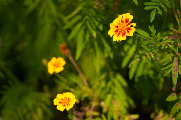 Flowers close-up — Stock Photo, Image