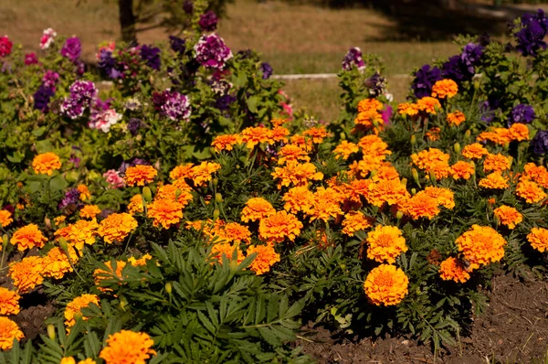 Blommor närbild — Stockfoto