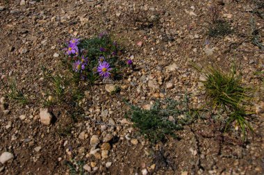 Mavi papatya çiçeği veya Sibirya 'daki Heteropappus altaicus.