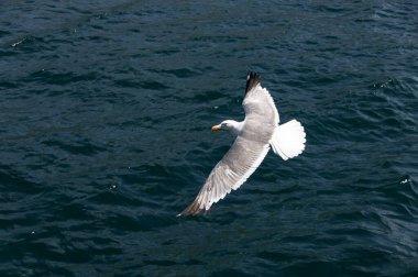 Yazın öğleden sonra mavi Baykal Gölü 'nün arka planında gri martı.