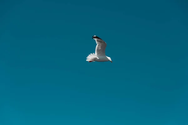 Witte Grijze Meeuw Een Helderblauwe Lucht Zweeft Boven Het Water — Stockfoto