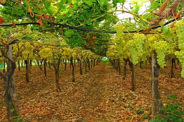 Weinberg, Weinlese — Stockfoto