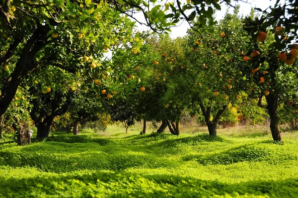 Orchard, portakal ağacı