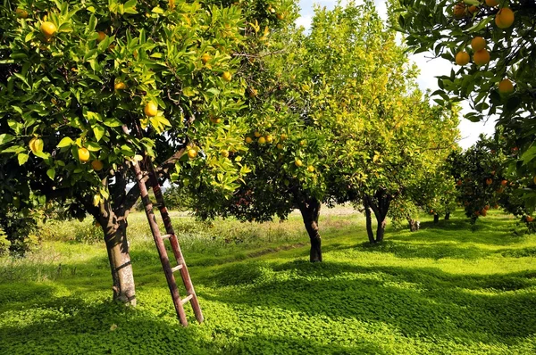 Orchard, Orange Tree — Zdjęcie stockowe