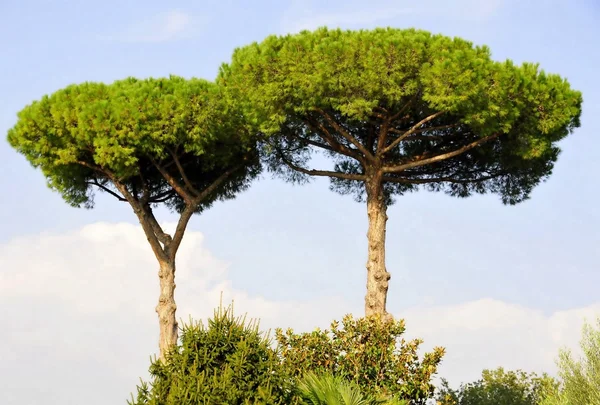 Dos pinos sobre un fondo de cielo azul, un par de pinos — Foto de Stock