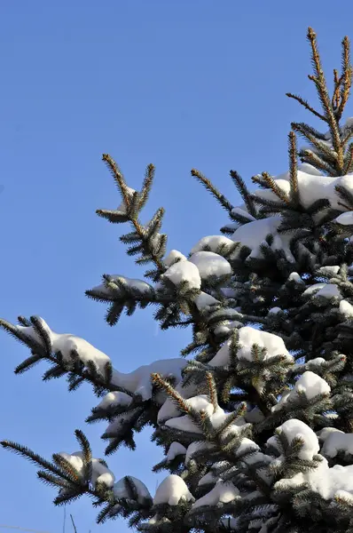 雪と冬の風景と青いクリスマス ツリー — ストック写真