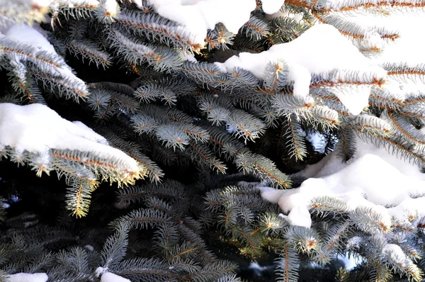 Zima Krajobraz i blue Christmas tree z śniegu — Zdjęcie stockowe