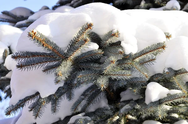 Zima Krajobraz i blue Christmas tree z śniegu — Zdjęcie stockowe