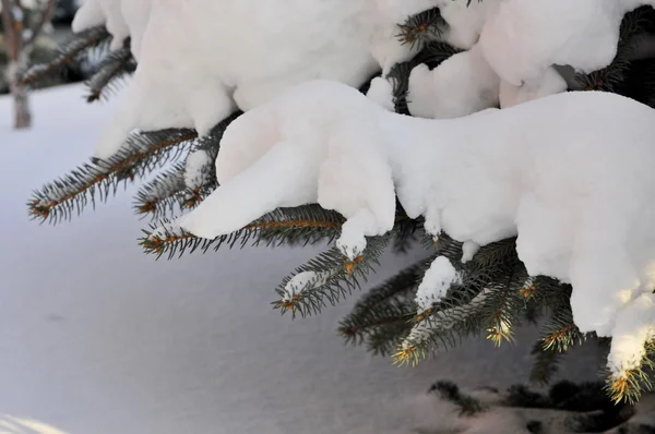 Winter landschap en blauw kerstboom met sneeuw — Stockfoto