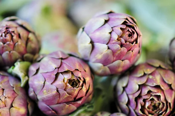 Artisjok, unblown bloem Stockfoto