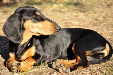 Dachshund çim