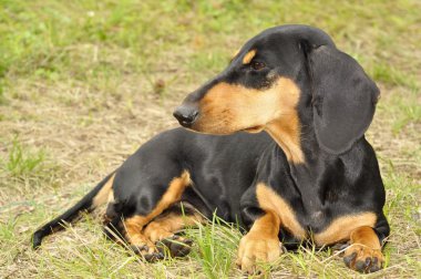 Dachshund çim