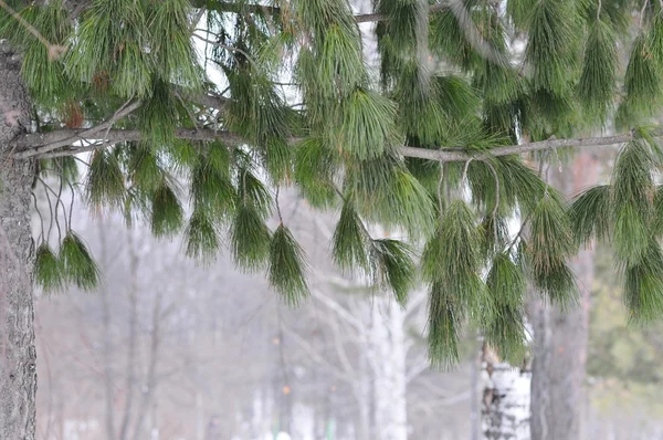 自然、常緑の木の枝 — ストック写真