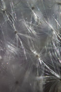 Mayıs ayında gri karahindiba