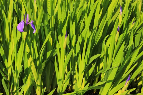 Yeşil saplı mor Iris