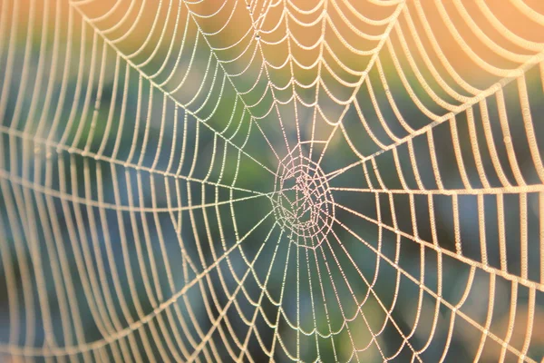 Teia de aranha ao nascer do sol — Fotografia de Stock