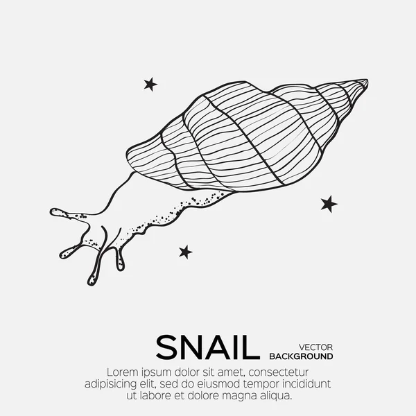 貝 モノクロストックベクター ロイヤリティフリー貝 モノクロイラスト Depositphotos