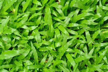 Yeşil çim dokusu. Beton ile yeşil alan çim. Yeşil çim dokusu bir alandan .