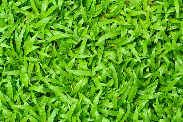 Green grass texture. Green field grass with concrete . Green grass texture from a field .
