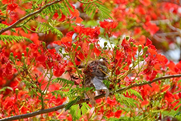 Boş kuş yuva üzerinde yeşil yaprakları ve kırmızı çiçekler ile kaplı bir ağaç dalı.