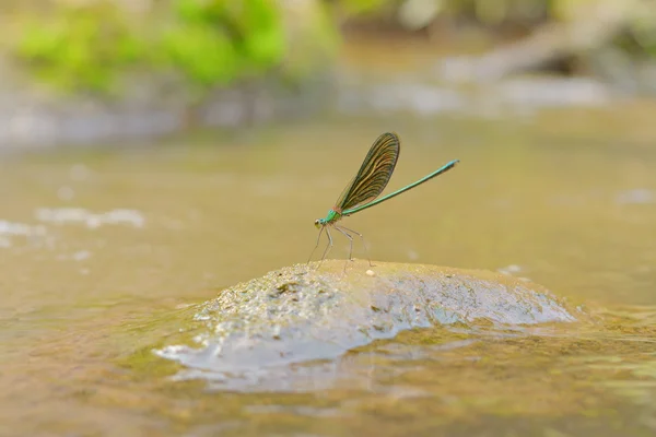 En vakker øyenstikker finnes i Thailand. . – stockfoto