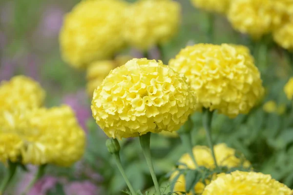 Bahçede sarı Marigolds. 