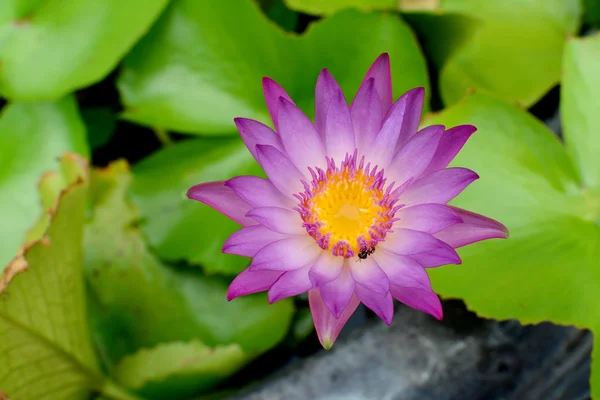 Gölette nilüfer çiçeği.