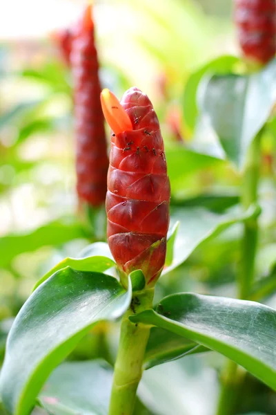 Güzel tropikal kırmızı zencefil (Alpinia Purpurata) çiçek Bahçe