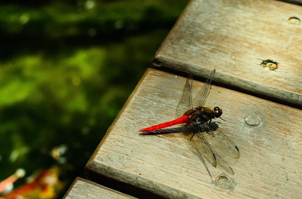 Yusufçuk güzel Tayland'da bulunabilir.