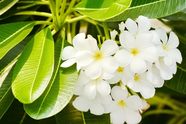 Plumeria florecen en el árbol . —  Fotos de Stock