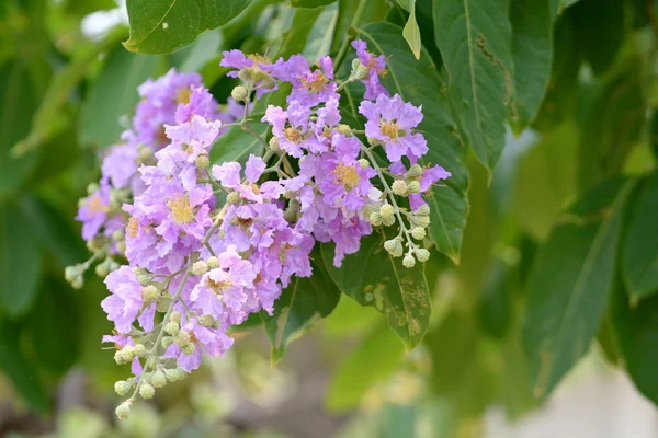 Flores púrpuras en el árbol . —  Fotos de Stock