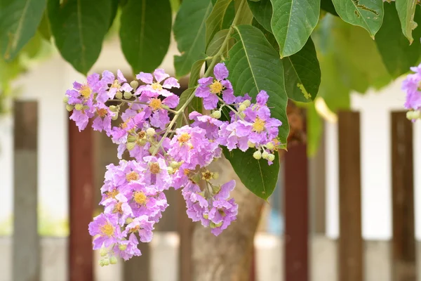 Flores púrpuras en el árbol . —  Fotos de Stock