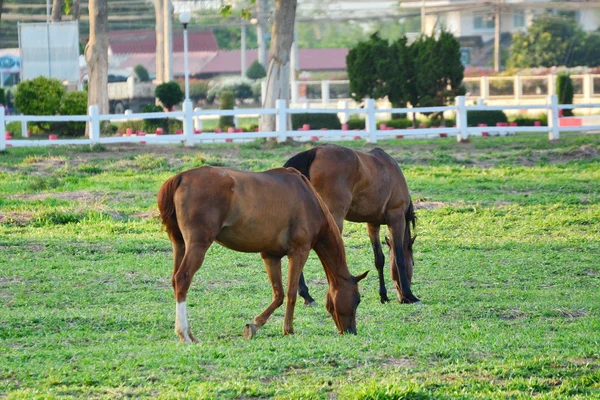 Caballo comiendo hierba en la granja — Foto de Stock