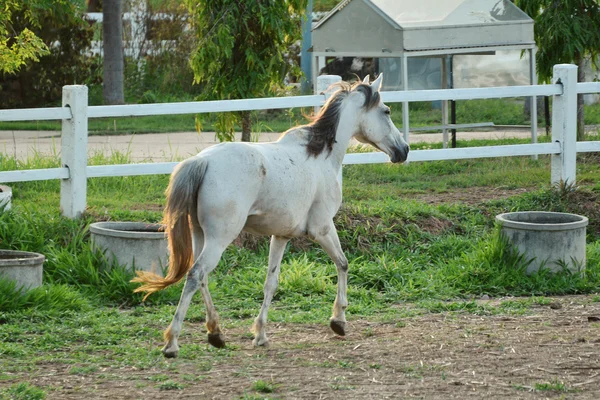 馬、黒い馬、夕暮れ時のパドックで実行されている美しい茶色の馬の肖像 — ストック写真