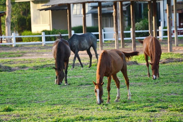 農場で草を食べる馬 — ストック写真