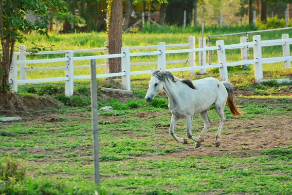 馬、黒い馬、夕暮れ時のパドックで実行されている美しい茶色の馬の肖像 — ストック写真