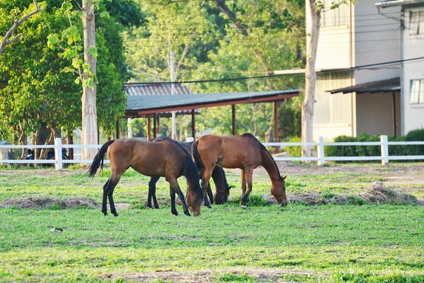 農場で草を食べる馬 — ストック写真